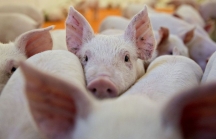 Dịch tả lợn châu Phi đe dọa sự phục hồi của thị trường lợn Việt Nam năm 2019