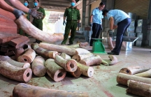 Phó Thủ tướng chỉ đạo điều tra mở rộng vụ nhập lậu hơn 9 tấn ngà voi