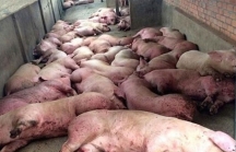 Dịch tả lợn Châu Phi: Hà Nội hỗ trợ tối đa 38.000 đồng/kg lợn hơi khi phải tiêu hủy