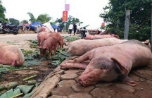 Tỉnh đầu tiên của Việt Nam công bố hết dịch tả lợn châu Phi