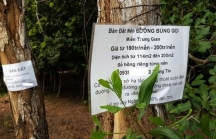 Hoang tàn sau cơn sốt: Phú Quốc ngàn mảnh đất hoang