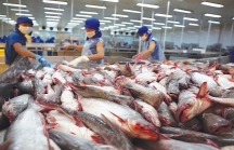 Mỹ công bố kết quả cuối cùng thuế chống bán phá giá với cá tra Việt Nam, xuất khẩu có thể bị ảnh hưởng