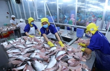 ‘Vua’ cá tra Hùng Vương thiệt hại nặng vì Mỹ tăng mạnh thuế chống bán phá giá
