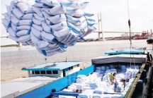 Philippines cho phép tư nhân được nhập khẩu gạo, cơ hội cho các doanh nghiệp Việt Nam?