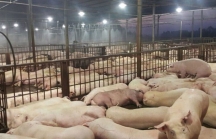 Dịch tả lợn Châu phi xuất hiện ở 2 tỉnh nuôi lợn lớn nhất nước, TPHCM tăng cường giám sát ngăn chặn