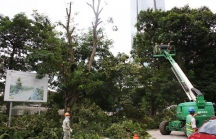 Hà Nội: Chuẩn bị cắt tỉa gần 40.000 cây xanh trước mùa mưa bão