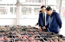 Xuất khẩu nông sản chính ngạch sang Trung Quốc: Không còn đường lùi