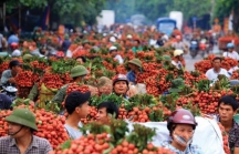Mất mùa nghiêm trọng, giá trái cây nội địa Trung Quốc tăng vọt, cơ hội cho quả vải Việt Nam