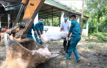 Dịch tả lợn châu Phi lan ra 60 tỉnh thành, hơn 2,8 triệu con lợn bị tiêu hủy