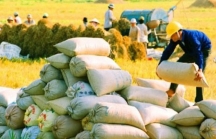 Được tháo 'gông', xuất khẩu gạo vẫn chưa thoát đà suy thoái