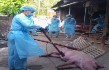 Quyết định mới về chính sách hỗ trợ dịch tả lợn châu Phi
