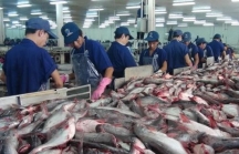 Mỹ tăng mạnh thuế chống bán phá giá, xuất khẩu cá tra giảm mạnh
