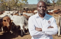 Startup cho phép nhà đầu tư góp vốn nuôi bò