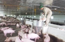 Dịch tả lợn Châu Phi tạm lắng: Các tỉnh thận trọng bàn việc tái đàn