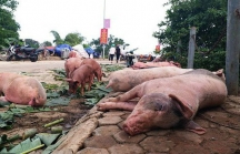 Tỉnh cuối cùng của Việt Nam công bố nhiễm dịch tả lợn châu Phi