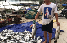 Cá chết hàng loạt xảy ra khắp nơi ở Hà Tĩnh