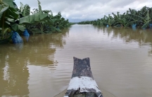 1.500 ha trái cây sắp thu hoạch của bầu Đức tại Lào bị ngập lụt
