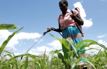 Startup sử dụng trí tuệ nhân tạo giúp nông dân châu Phi trừ sâu bệnh