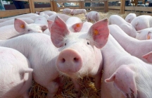 Nguồn cung thiếu hụt, giá lợn hơi sẽ tiếp tục tăng cao