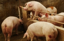 Nông dân giàu nhất Trung Quốc kiếm được gần 10 tỷ USD nhờ giá lợn tăng