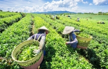 Nhu cầu nhập khẩu các loại nông sản của Trung Quốc còn rất lớn