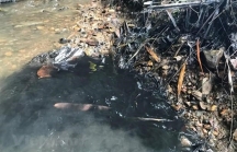 Tạm giữ hình sự 2 nghi phạm đổ dầu thải ra nguồn nước sông Đà