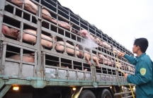 Tăng cường kiểm soát xuất, nhập khẩu lợn giữa tâm bão dịch tả lợn châu Phi