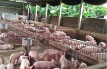 Giá thịt lợn tiếp tục xu hướng tăng