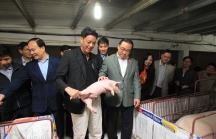 Nhập khẩu thịt lợn: Người chăn nuôi lo nhập ồ ạt, mất cơ hội gỡ gạc