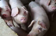 'Sốt' giá thịt lợn đẩy lạm phát Trung Quốc lên đỉnh 8 năm