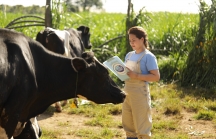 Cô Gái Hà Lan tự hào có nguồn sữa nguyên liệu lớn và an toàn hơn chuẩn 11 lần