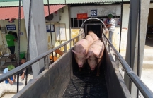Ai đang quyết định giá lợn?