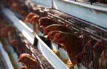 Trung Quốc nguy cơ mất hàng trăm triệu con gà vì virus corona
