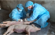 Việt Nam đề nghị Hoa Kỳ giúp sản xuất vaccine dịch tả lợn châu Phi