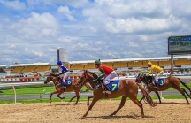 Câu lạc bộ Cưỡi ngựa Olympic - tiền đề cho đua ngựa Việt Nam hội nhập quốc tế
