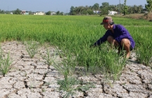 Quỹ Khí hậu Xanh viện trợ 30,2 triệu USD giúp Việt Nam chống chịu với biến đổi khí hậu