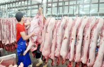 Thủ tướng muốn giá thịt heo về dưới 60.000 đồng một kg