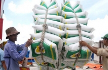 Tổng cục Hải quan yêu cầu tạm dừng xuất khẩu gạo từ hôm nay
