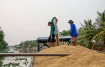 Bộ Công Thương kiến nghị xuất khẩu gạo trở lại