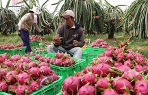 Bộ Nông nghiệp đề nghị phía Trung Quốc tạo thuận lợi cho xuất khẩu nông sản của Việt Nam