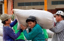 Bộ Tài chính đề nghị dừng xuất khẩu gạo tẻ