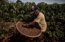 Các nhà nhập khẩu cà phê gia tăng dự trữ vì lo ngại sự gián đoạn nguồn cung