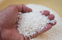 Bộ Công Thương hỏa tốc xin ý kiến gạo nếp thuộc diện an ninh lương thực hay không?