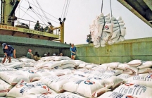 Thanh tra Chính phủ vào cuộc thanh tra việc xuất khẩu gạo