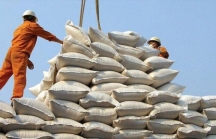 Thủ tướng sẽ chủ trì cuộc họp về giải pháp điều hành xuất khẩu gạo