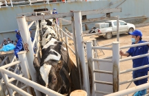 Có thêm 1.645 con bò sữa Mỹ giống cao sản thuần chủng HF nhập trại TH