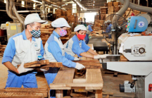 Quảng Trị đặt mục tiêu kim ngạch xuất nhập khẩu gỗ và sản phẩm gỗ đạt 120 triệu USD