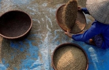 Giá gạo xuất khẩu của Việt Nam chạm đỉnh trong hơn 8 năm