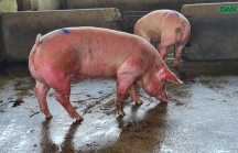 Lợn sống từ Lào, Campuchia đổ về nhiều, lợn hơi trong nước liên tục mất giá