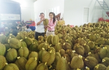 Xuất khẩu trái cây khó khăn: Thế mạnh Việt Nam tụt dốc, hàng triệu người đối diện nguy cơ